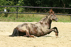lying warmblood