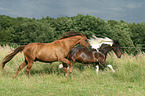 horses