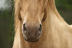 warmblood mouth