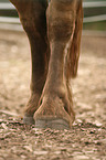 warmblood hoofs