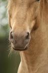warmblood mouth