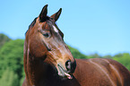 warmblood portrait
