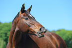 warmblood portrait