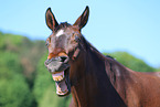 warmblood portrait