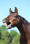 warmblood portrait