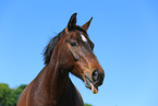 warmblood portrait