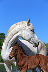 warmbloods