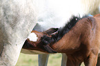 warmbloods