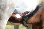 warmbloods