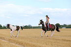 warmbloods