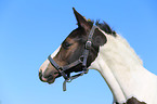 warmblood foal