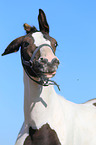 warmblood foal