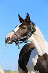 warmblood foal
