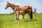 2 warmbloods