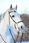 horse with hackamore