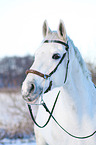 horse with hackamore