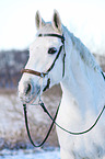 horse with hackamore