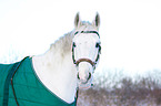 horse with winter blanket