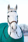 horse with winter blanket