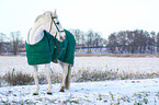 horse with winter blanket