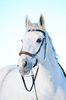 horse with hackamore