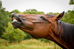 flehmening horse