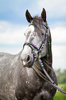 warmblood portrait