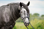 warmblood portrait