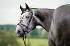 warmblood portrait