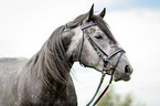 warmblood portrait
