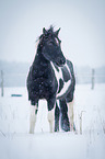 warmblood