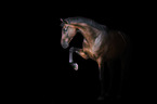 warmblood