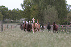 herds of horses