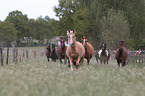 herds of horses