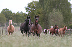 herds of horses