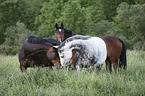 standing horses