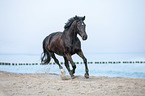 galloping warmblood