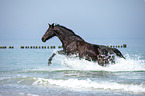 galloping warmblood