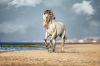 galloping warmblood