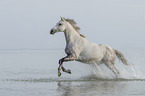 galloping warmblood