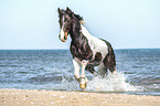 galloping warmblood