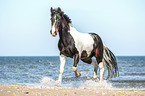 trotting warmblood