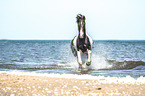 galloping warmblood
