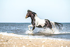 galloping warmblood