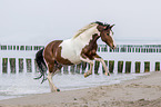 galloping warmblood