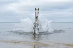 galloping warmblood