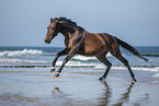 galloping warmblood