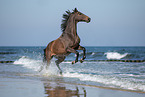 galloping warmblood