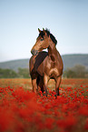 horse in the poppy field