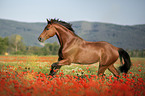 horse in the poppy field